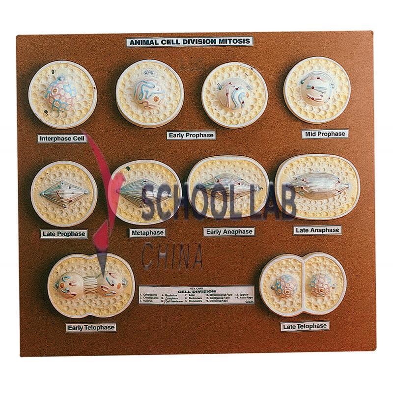Animal Cell Model: Cell Division - Mitosis